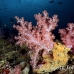 coral_soft_hm_lan_h_0104_tha5329.jpg